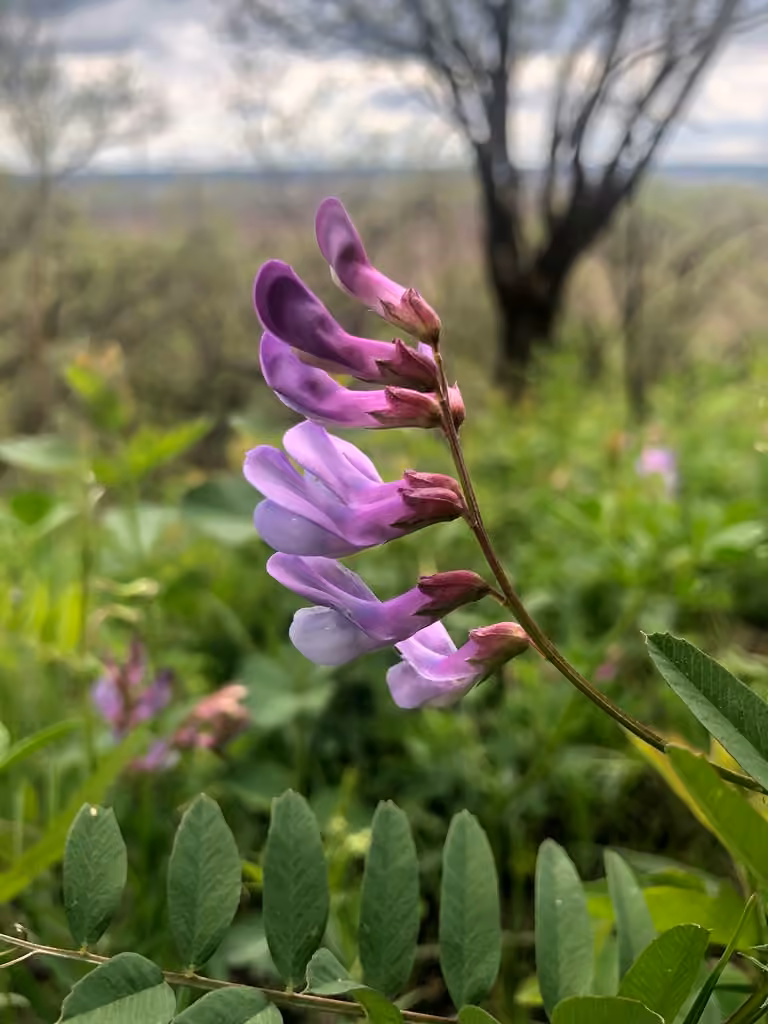 American vetch