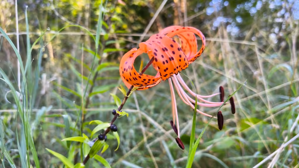Lis tigré, En fleurs