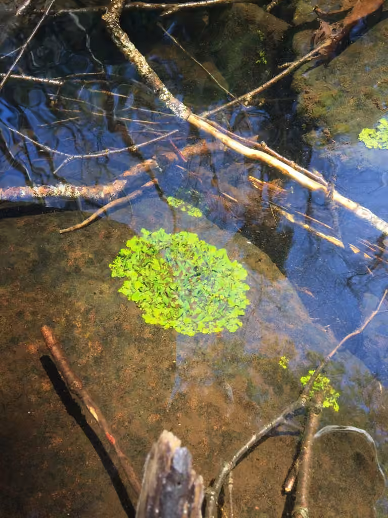 Brook lichen, photo 3 of 5