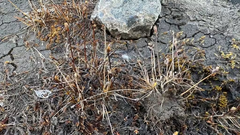 Jonc à deux glumes, En fleurs