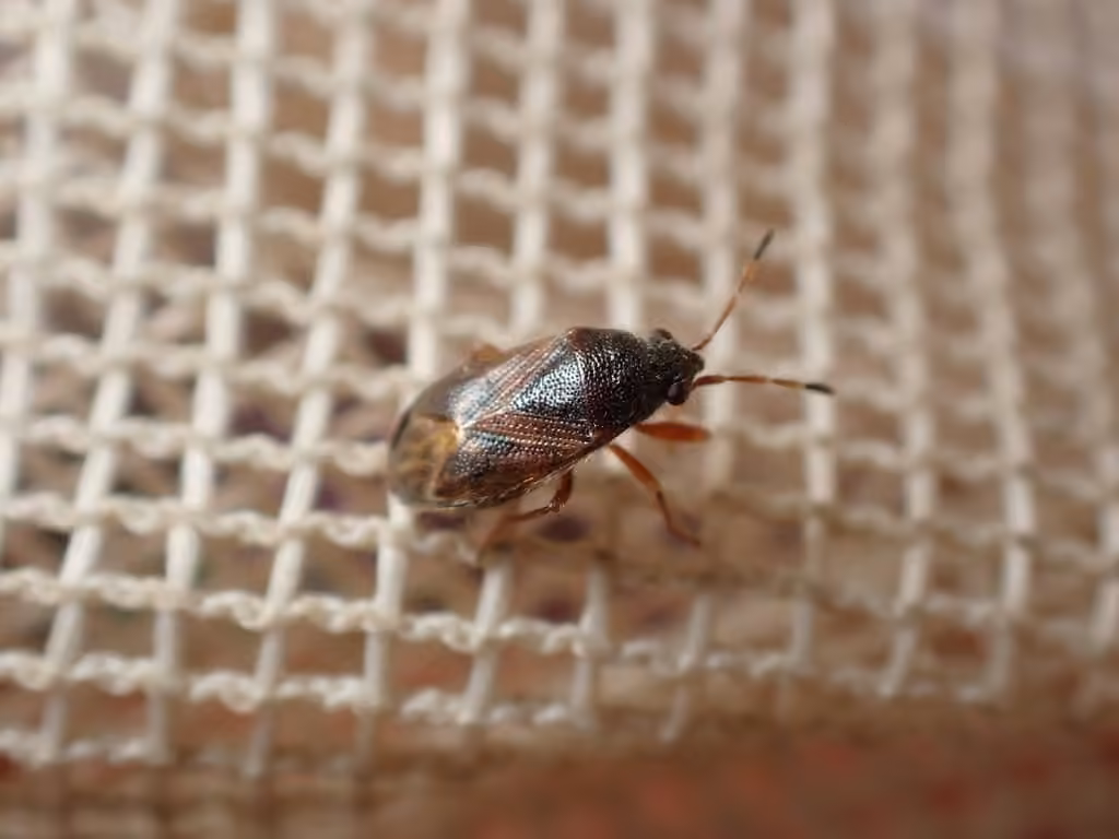 hairy groundbug, Adult