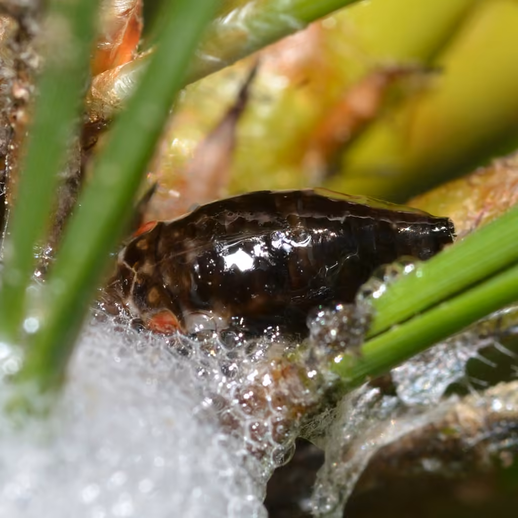 pine spittlebug, photo 3 of 5