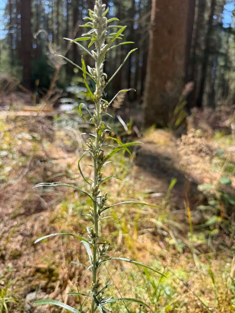 Woodland arctic cudweed, In flower