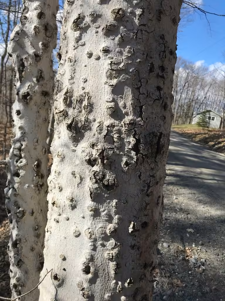 Beech Bark Canker Fungus, photo 3 sur 5