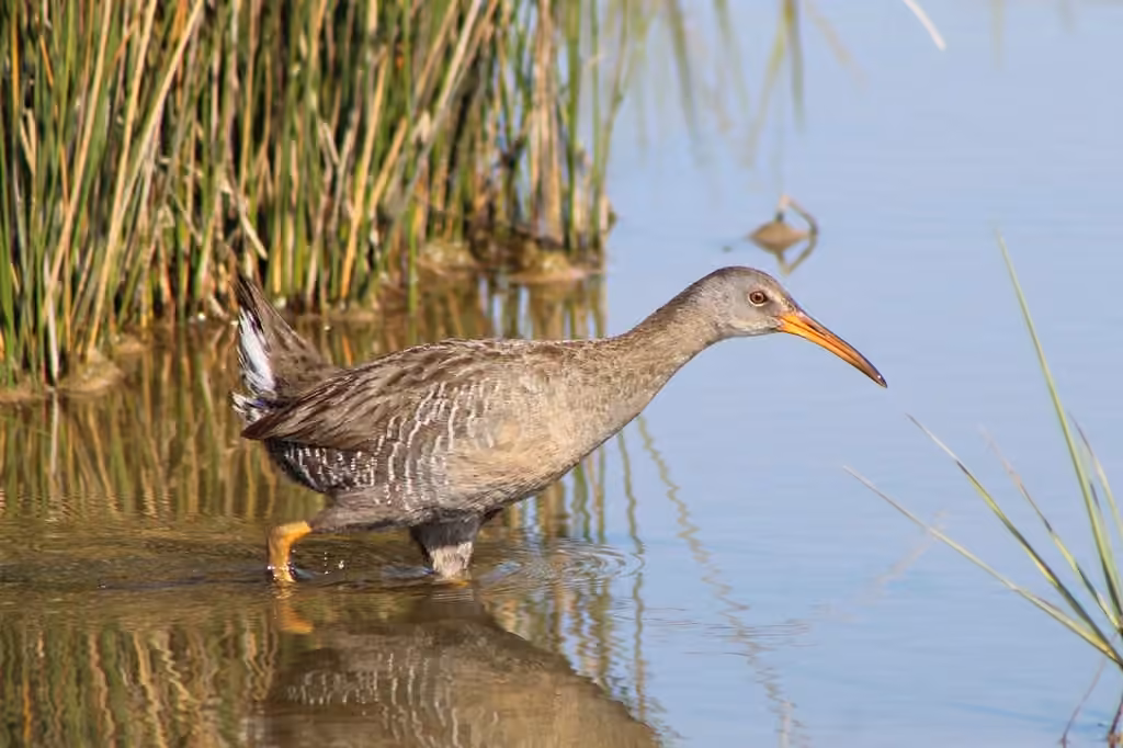 Clapper Rail, Adult