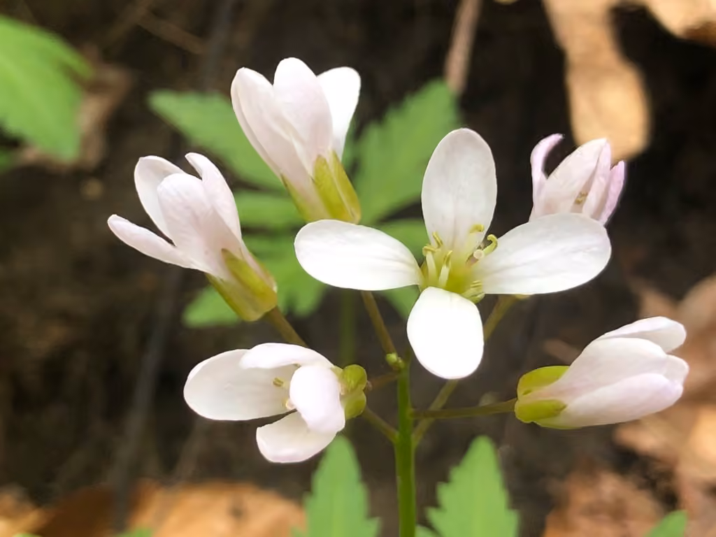Large toothwort, In flower