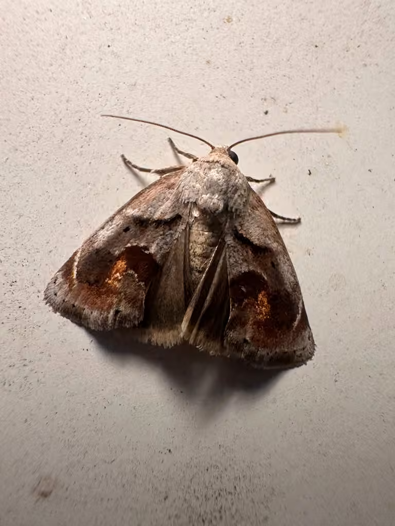 Curve-lined Bird-dropping Moth, Adult