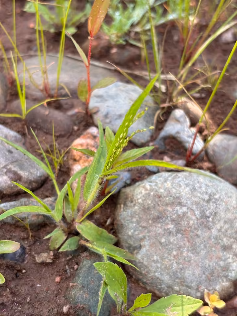 Philadelphia witchgrass, In flower