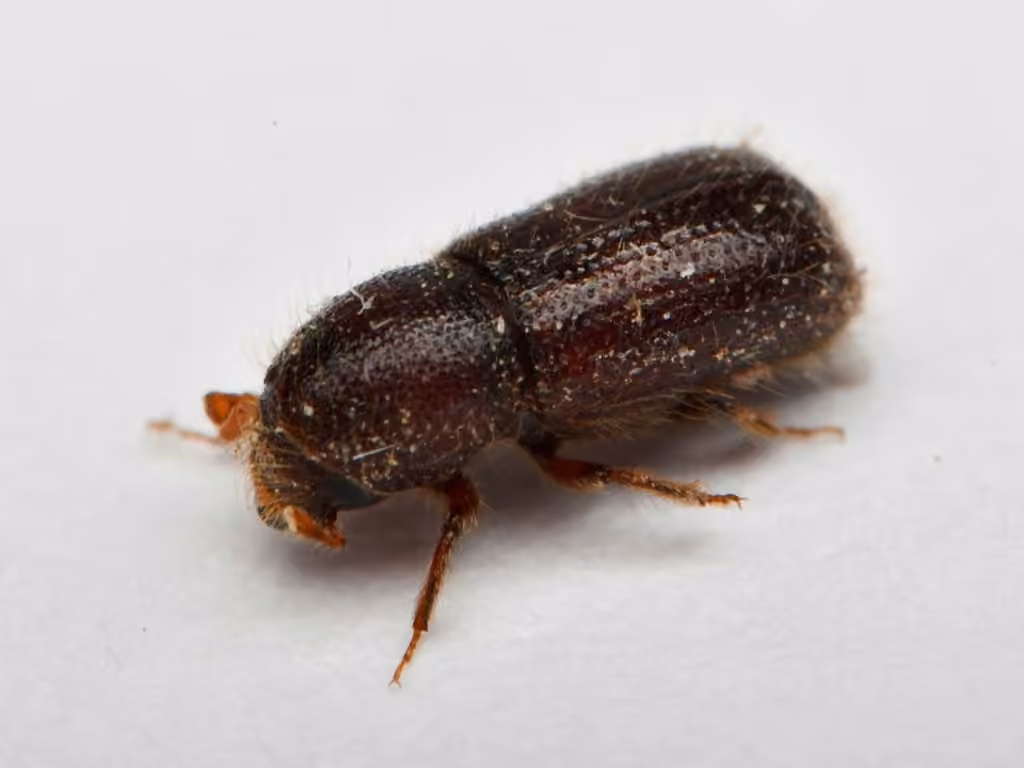 Autographed Bark Weevil, Adult