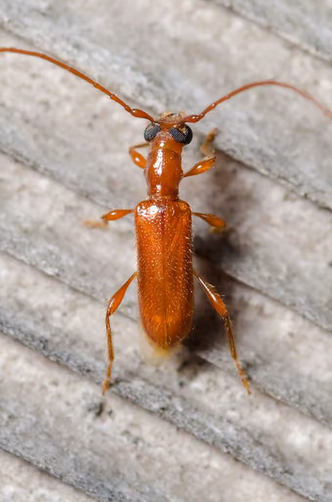 Red Longhorned Beetle, photo 3 of 5