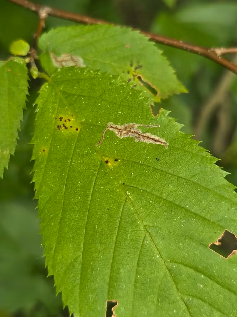 Ironwood Leafcone Moth, Chenille