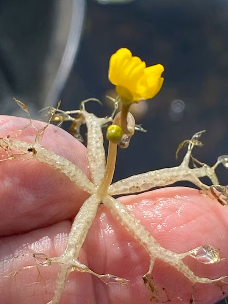 Utriculaire rayonnante, En fleurs