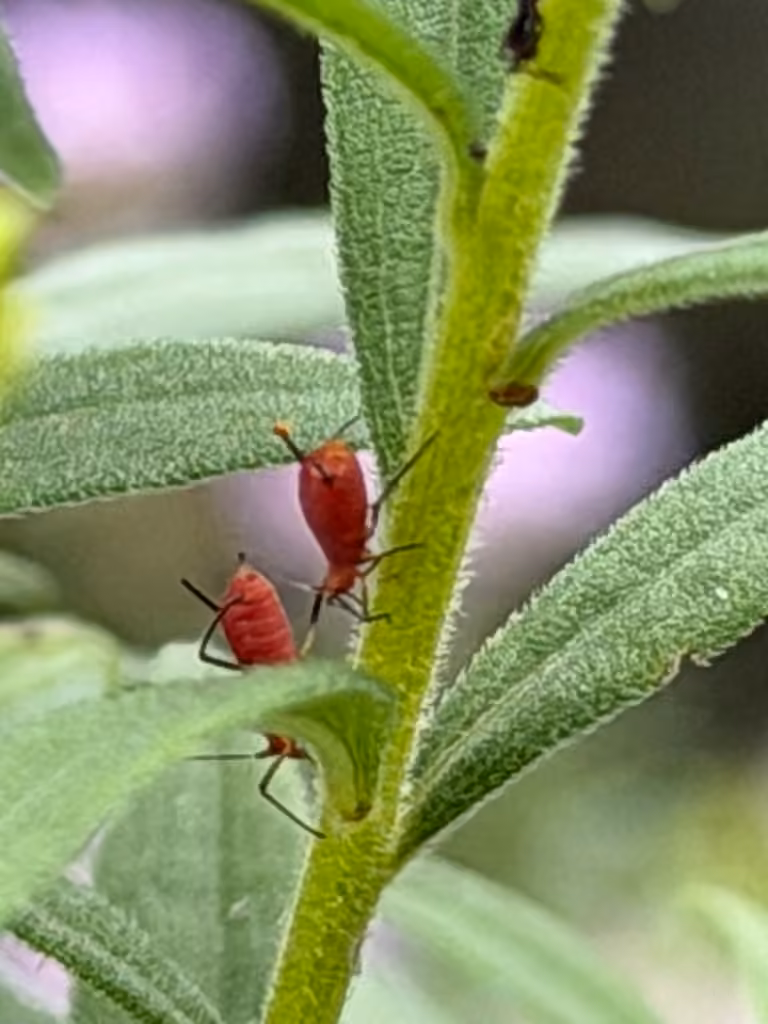 red goldenrod aphid, photo 3 sur 5