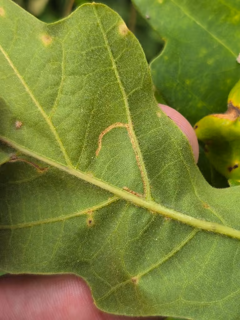 Finite-channeled Leafminer Moth, Caterpillar