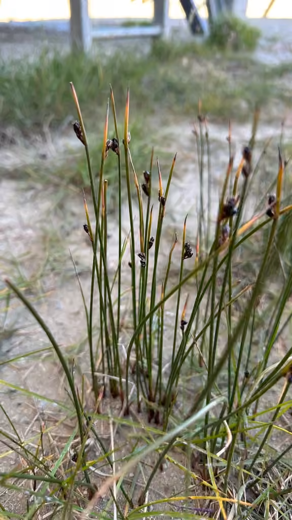 Arctic rush, In flower