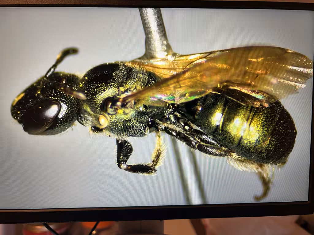 Doubled Ceratina, Female