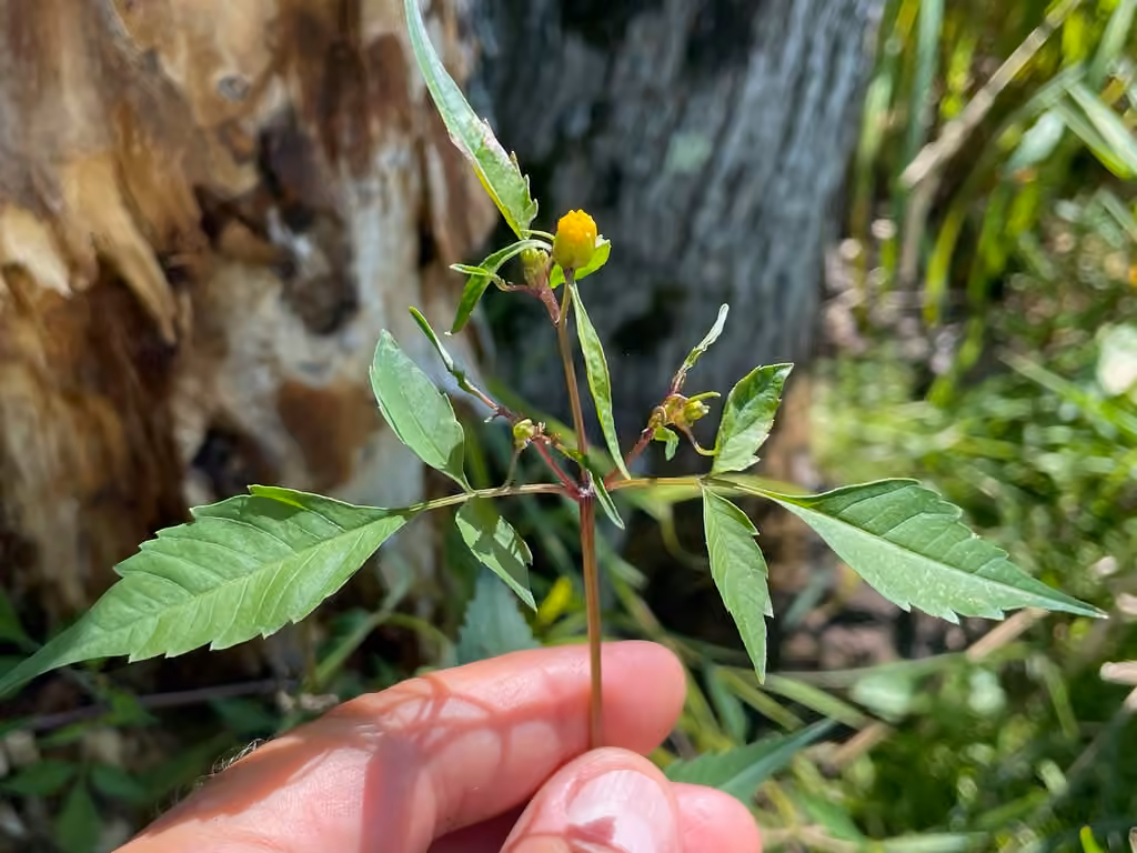 Small beggarticks, Flower buds