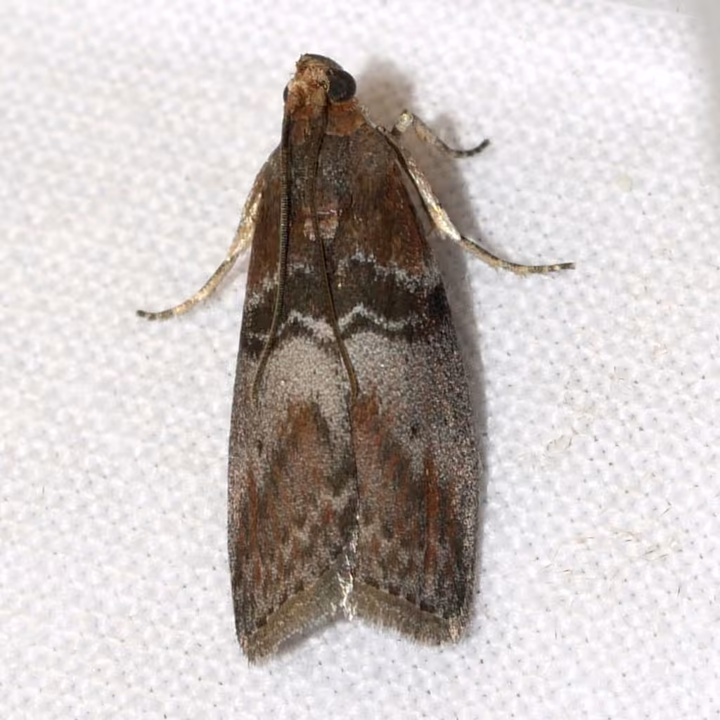 Belted Leafroller Moth