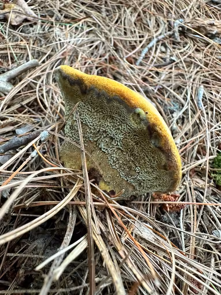 Polypore poilu, photo 1 sur 5