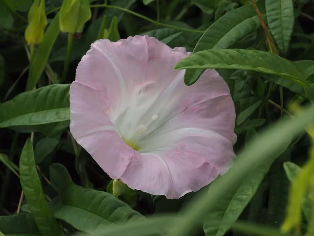 Liseron pubescent, En fleurs
