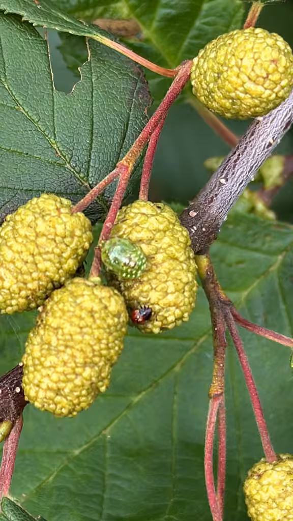 Red-cross Shield Bug, Nymph