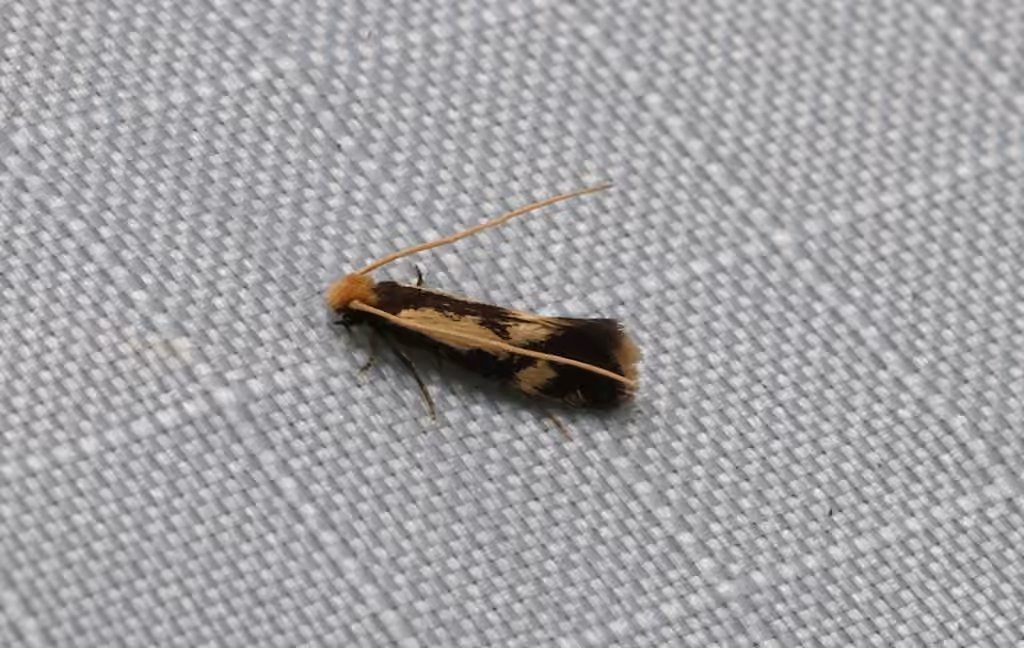 Old Gold Isocorypha Moth, photo 3 of 5