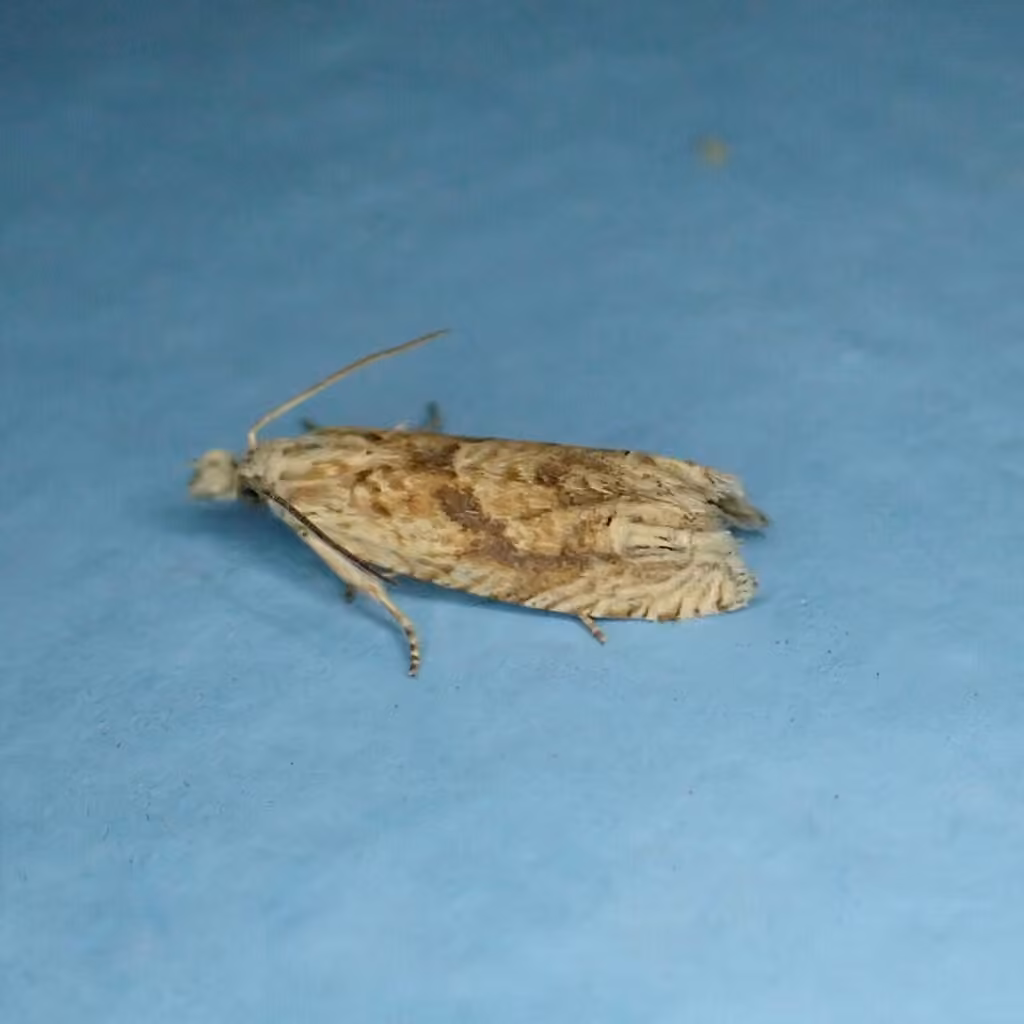 Pale-headed Eucosma Moth, photo 3 sur 5