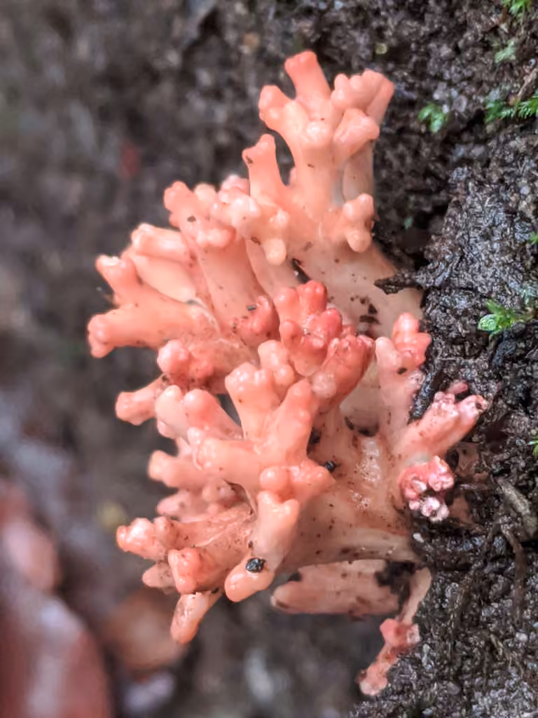 Ramaria botrytoides, photo 1 sur 5