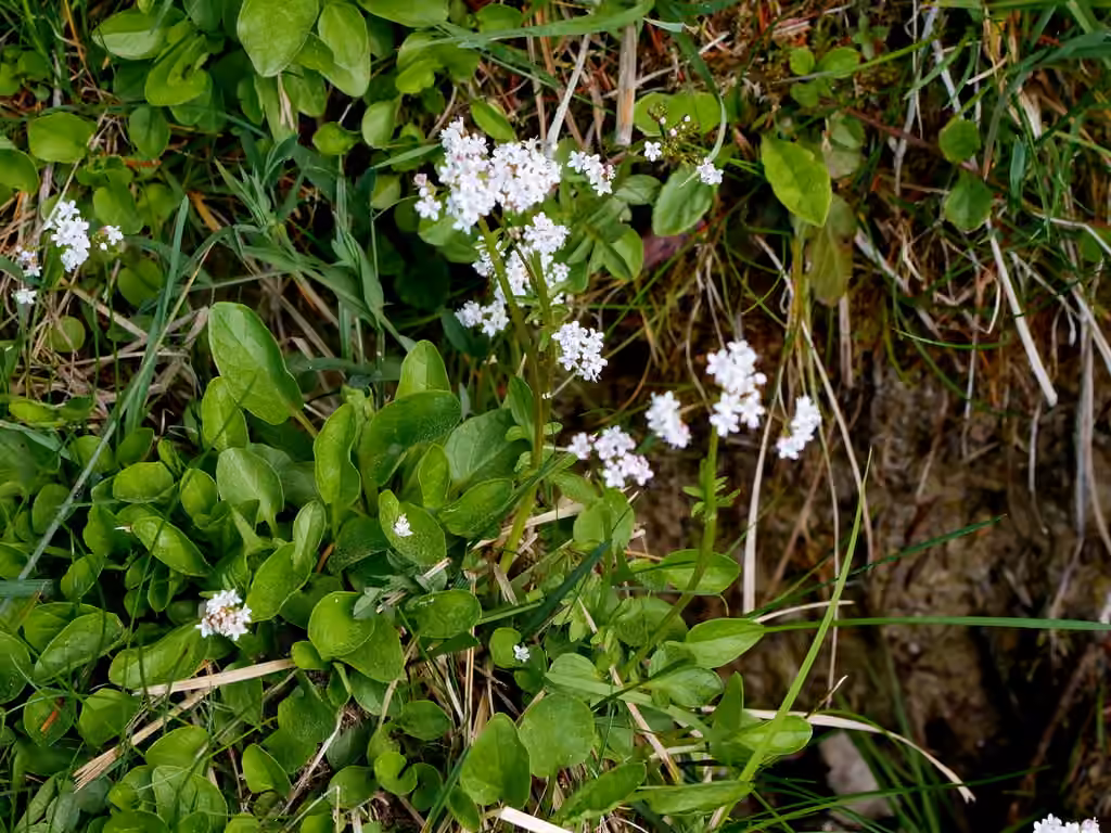 Marsh valerian, In flower
