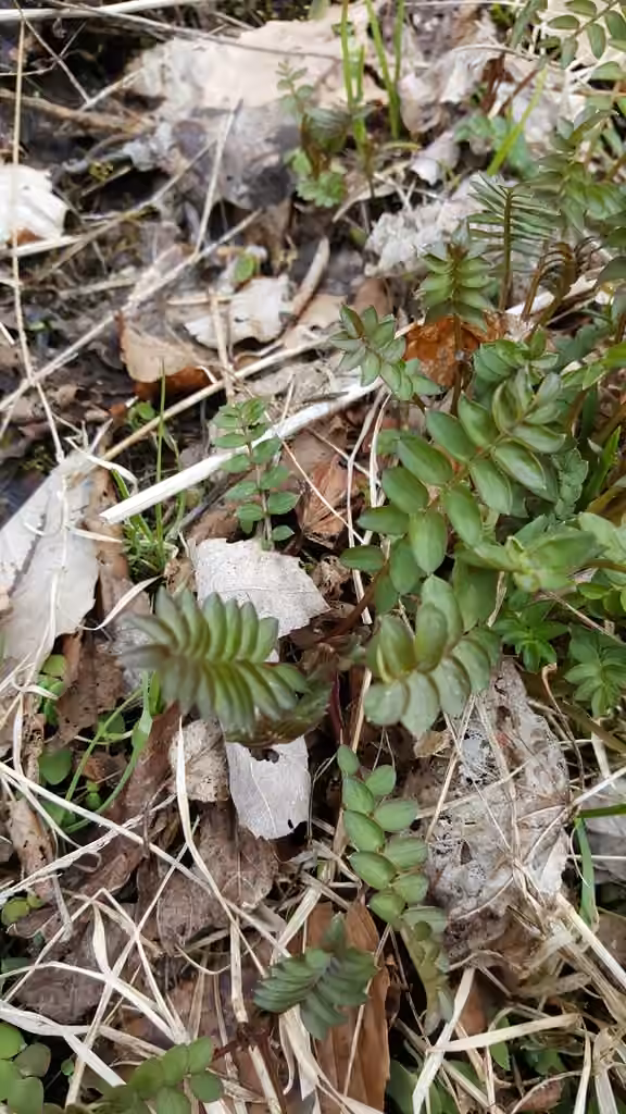 Jacob's ladder, No flowers or fruits