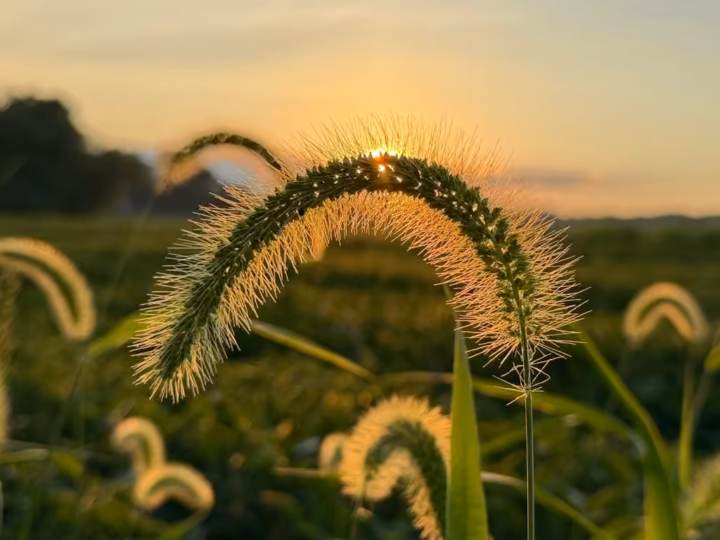 Chinese foxtail, photo 1 of 5