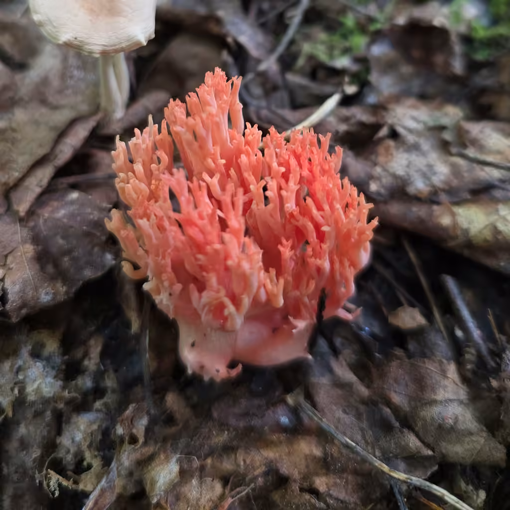 Clavaire rouge corail, photo 2 sur 5