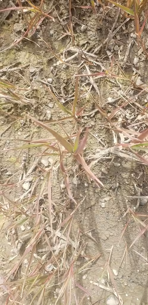 Pendantgrass, photo 3 of 5