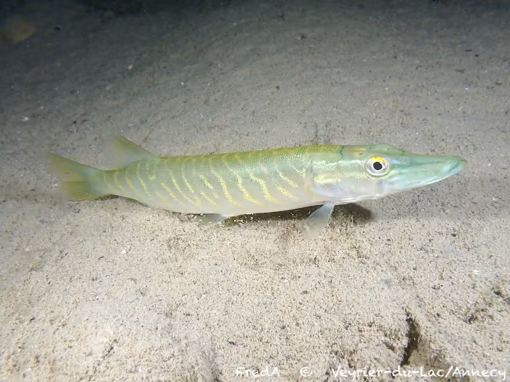 Grand brochet, photo 1 sur 5