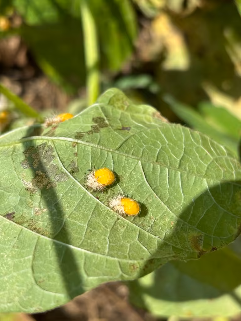 Mexican Bean Beetle, Pupa