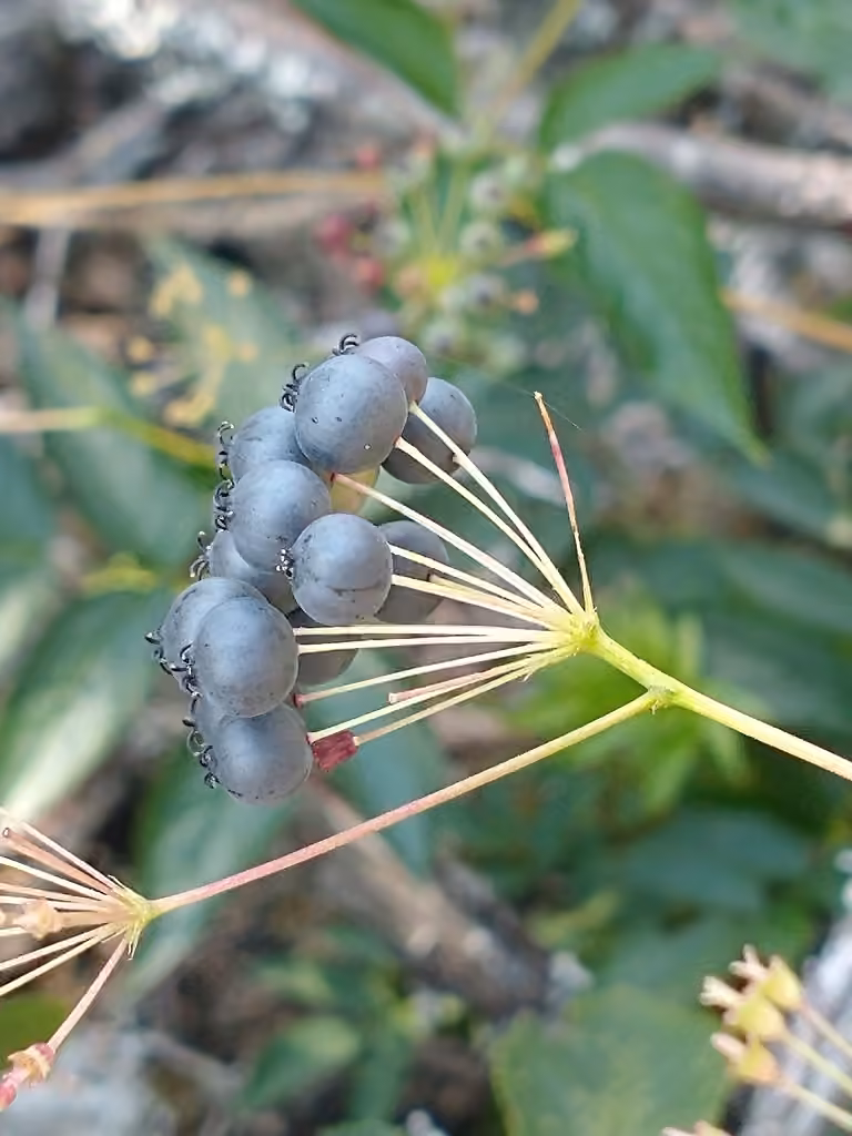 Bristly sarsaparilla, In fruit