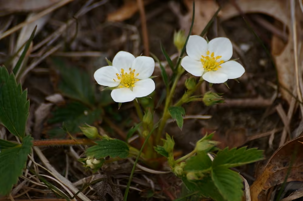Virginia strawberry, In flower