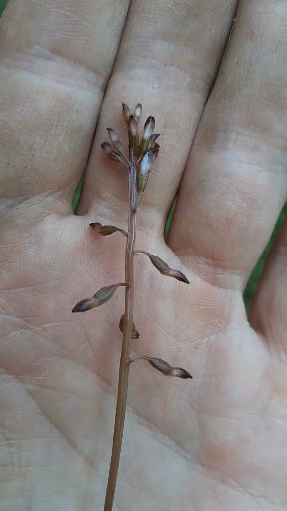 Autumn coralroot, Flower buds