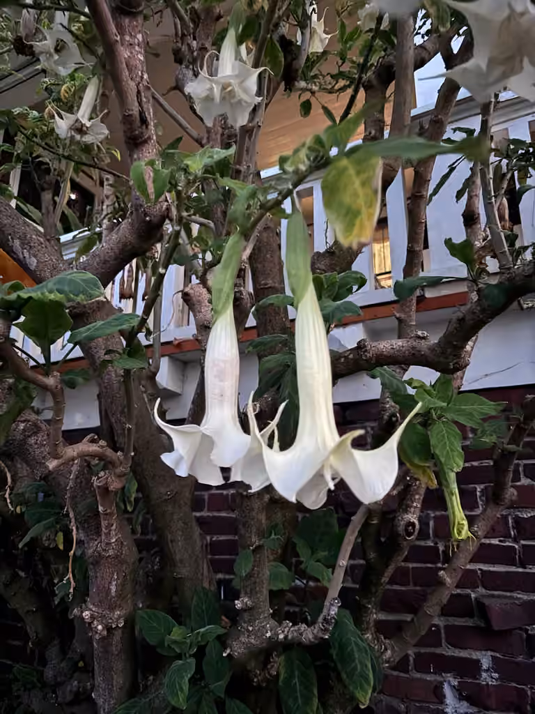 Brugmansia en arbre, En fleurs