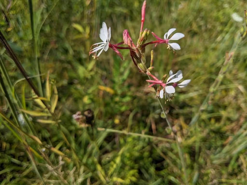 Gaura bisannuel, En fleurs