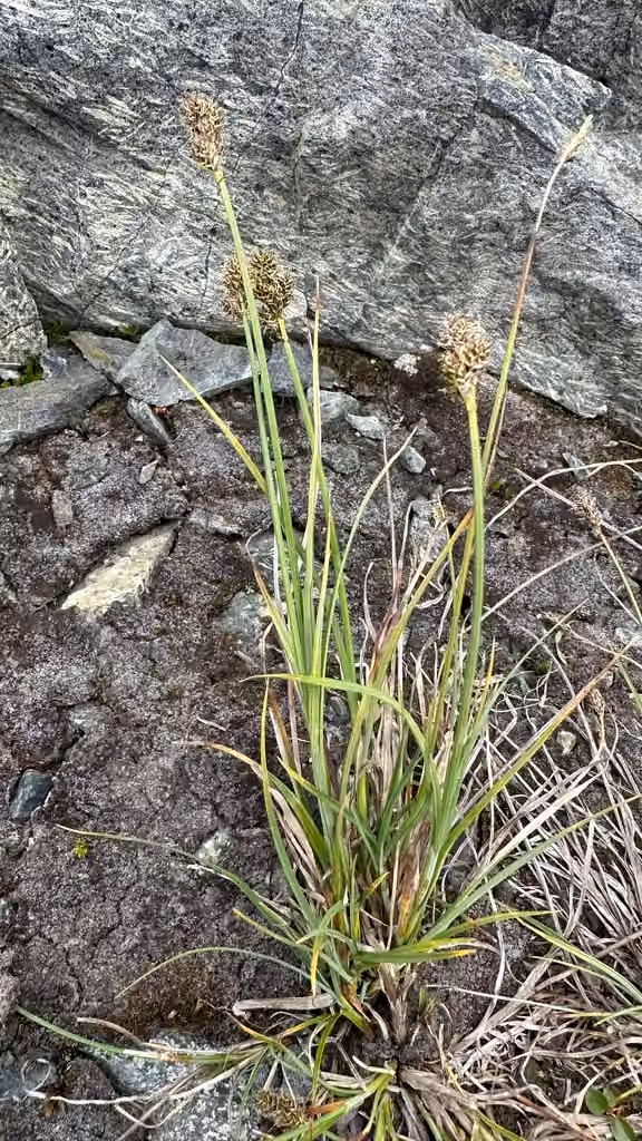 Norway sedge, In flower
