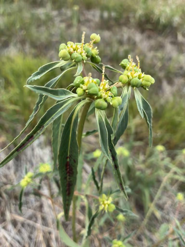 David's spurge, In fruit