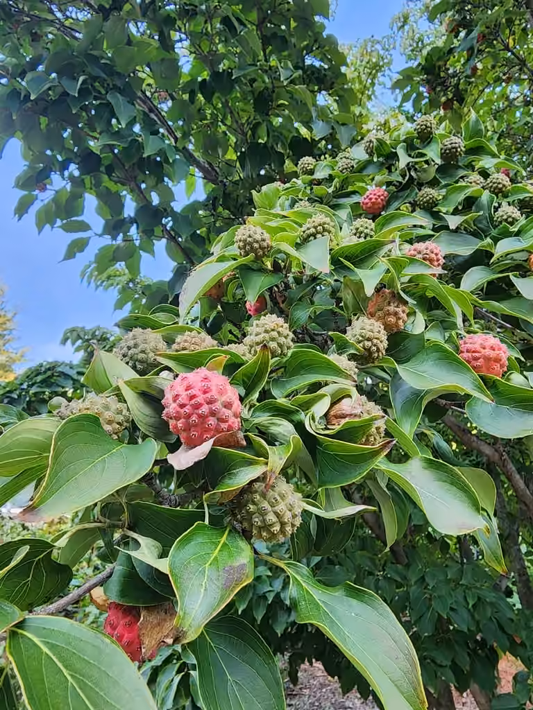 Cornouiller kousa, En fruits