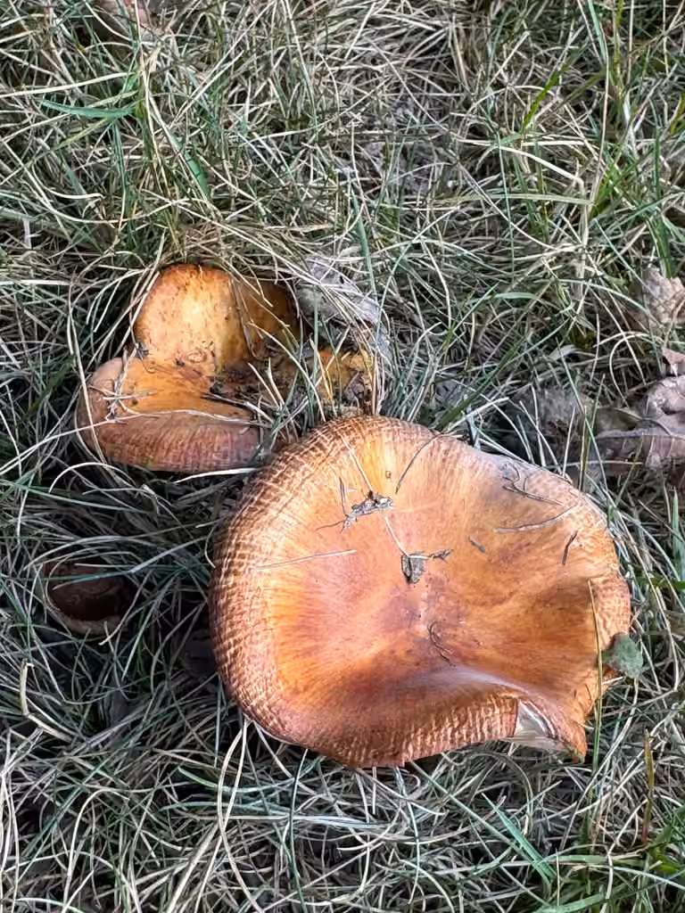 Orange Bile Mushroom, photo 3 sur 5