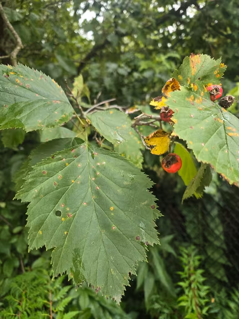 Aubépine subsoyeuse, En fruits