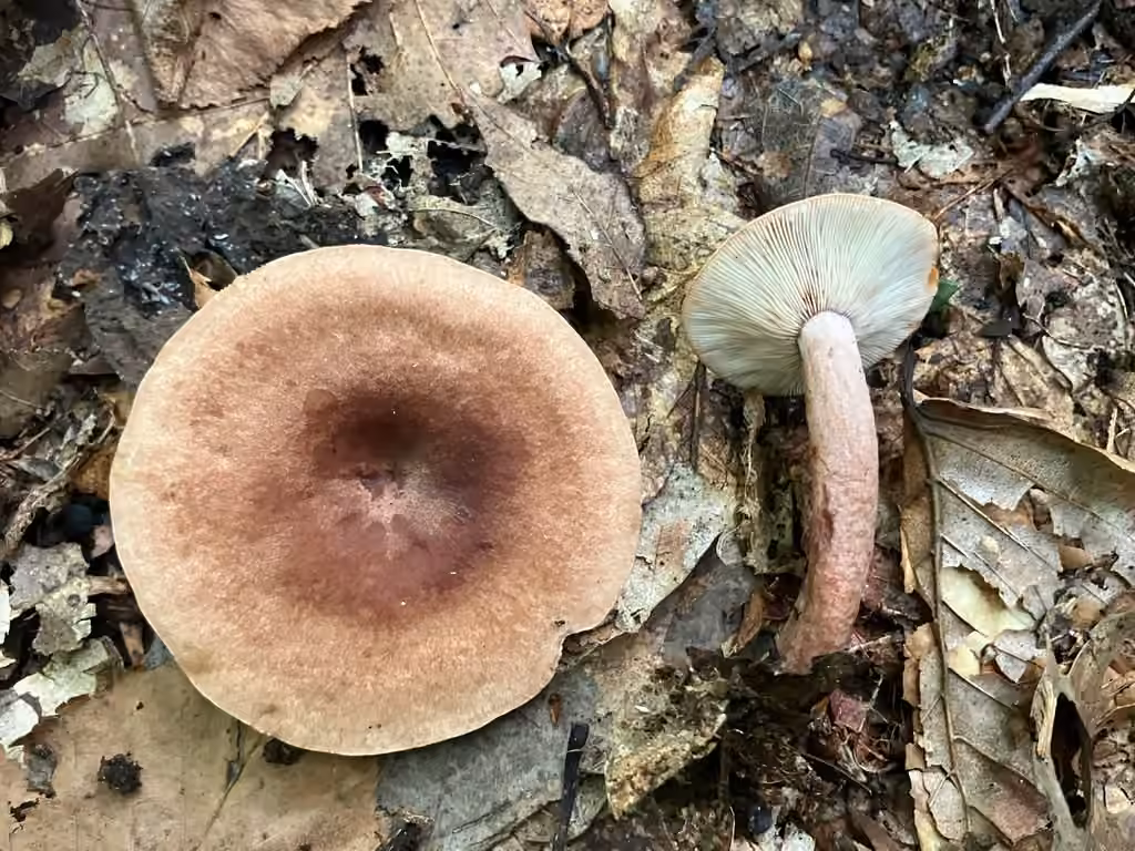 Lactaire à odeur de punaise, photo 2 sur 5