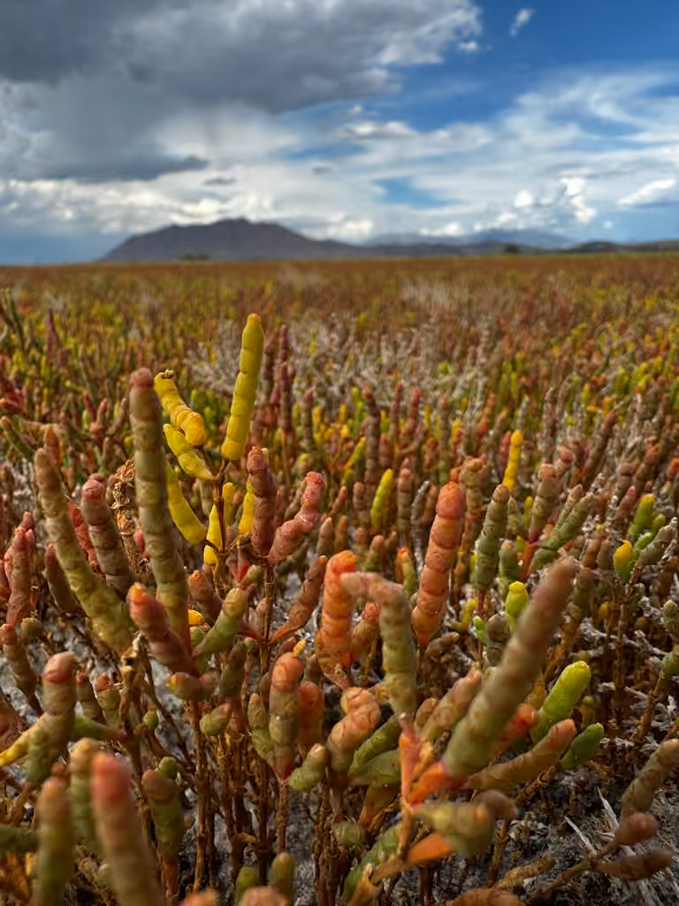Red saltwort, In fruit