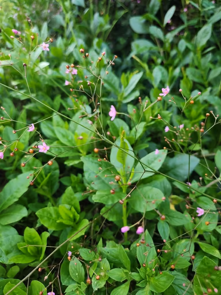 Jewels of Opar, In flower
