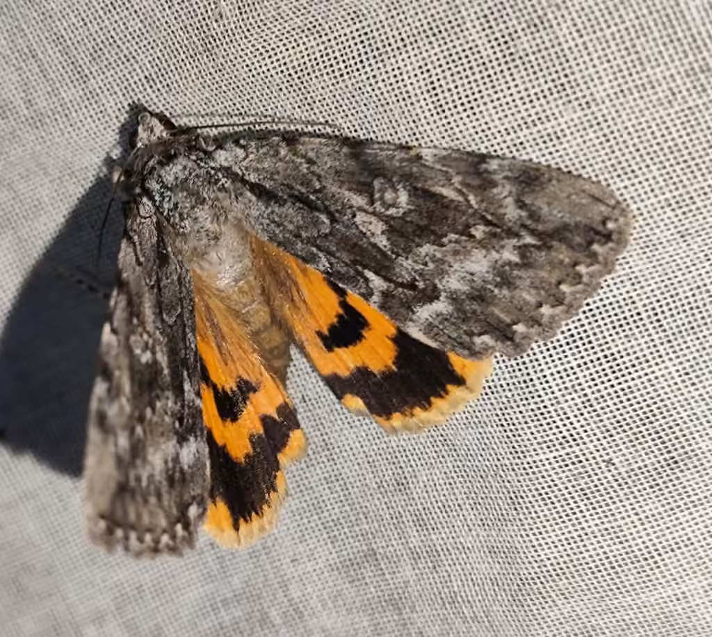 Habilis Underwing, photo 3 of 5