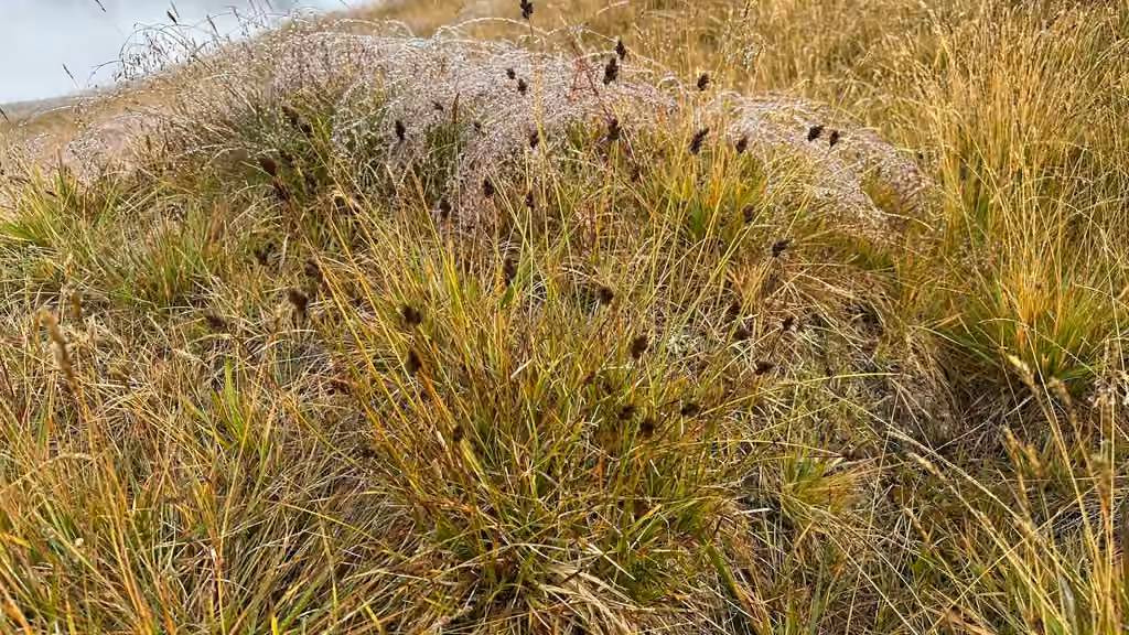 Carex des Malouines, En fleurs